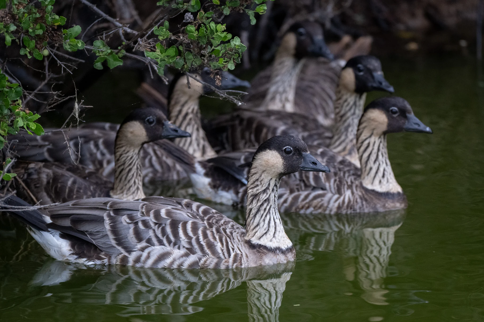 Nēnē group in water. Photo by Graham Deese, Macaulay Library at the Cornell Lab of Ornithology.