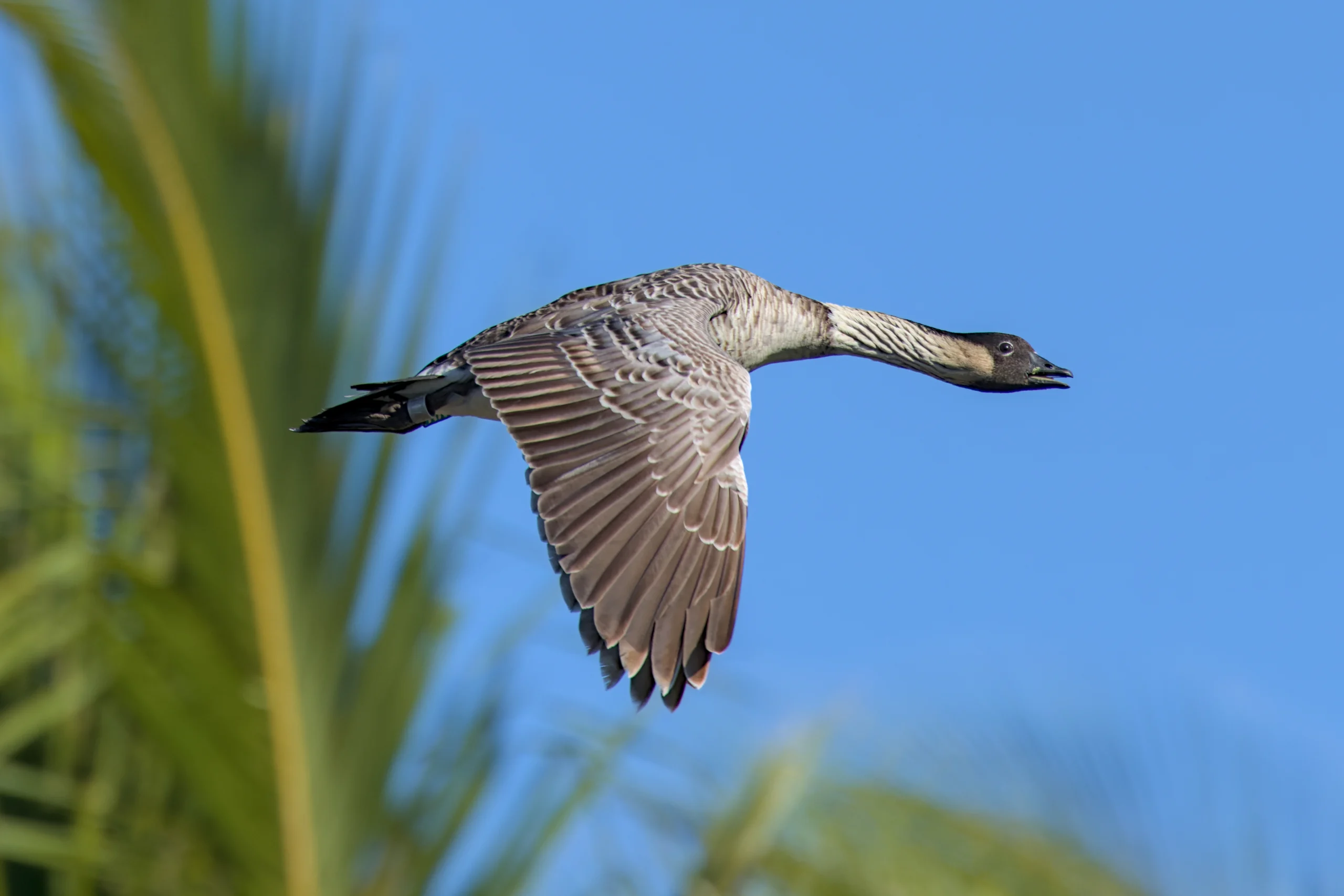 Nēnē in flight. Photo by Alex Muench, Macaulay Library at the Cornell Lab of Ornithology.