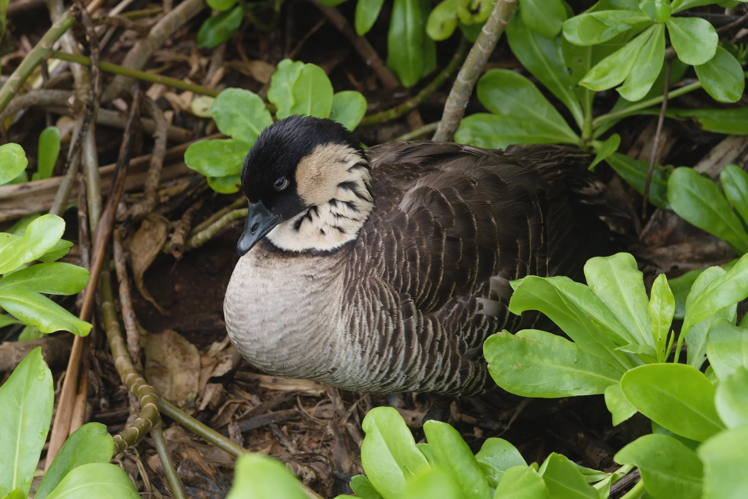 Nēnē on nest in Kilauea Point, NWR. Photo by Alex Krassel, Shutterstock.