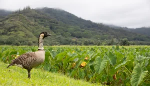 Nēnē. Photo by Friedemann Arndt, Macaulay Library at the Cornell Lab of Ornithology.