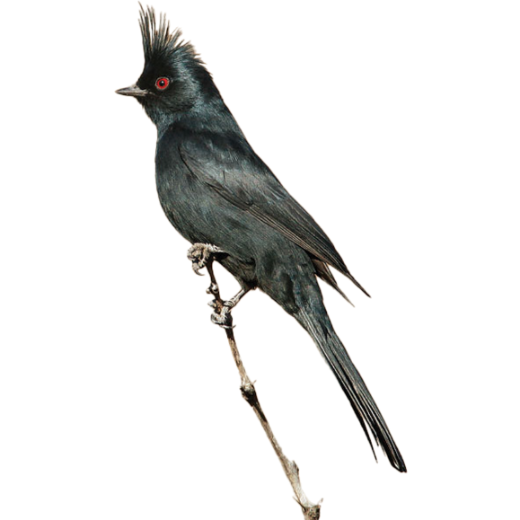 Phainopepla. Photo by Tom Grey.