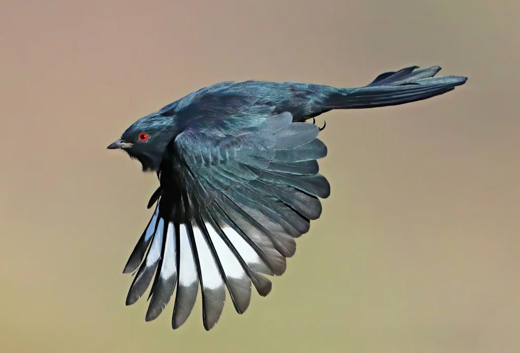Male Phainopepla in flight. Photo by Greg Homel, Natural Elements Productions.