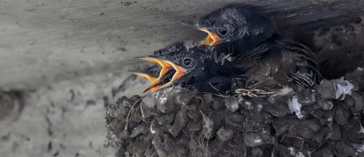 Black Phoebe nestlings. Photo by Mike Beggs, Macaulay Library at the Cornell Lab of Ornithology.
