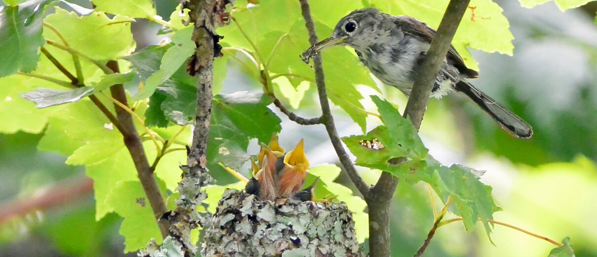 Blue-gray Gnatcatcher female feeding nestlings. Photo by Seth Honig, Macaulay Library at the Cornell Lab of Ornithology.
