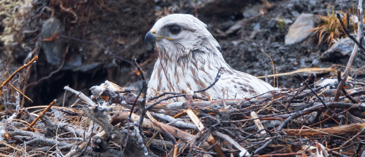 Rough-legged Hawk nesting. Photo by Larry Master, masterimages.org.