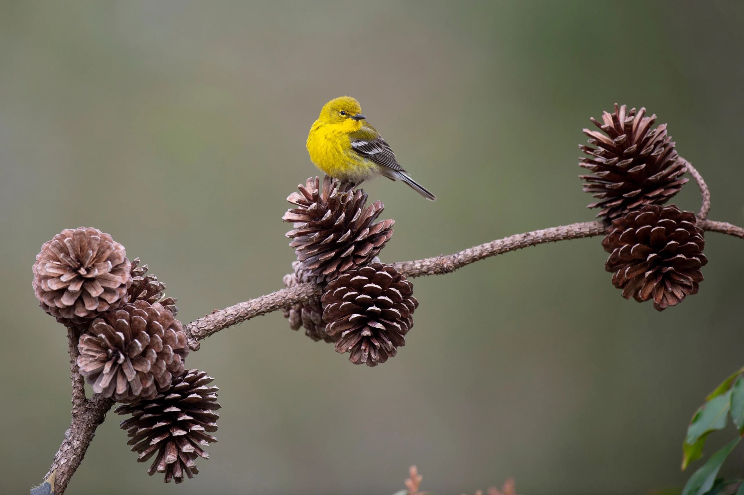 Pine Warbler perched on pinecone. Photo by Ray Hennessy, Shutterstock.