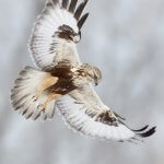 rough-legged hawk light phase flight flare