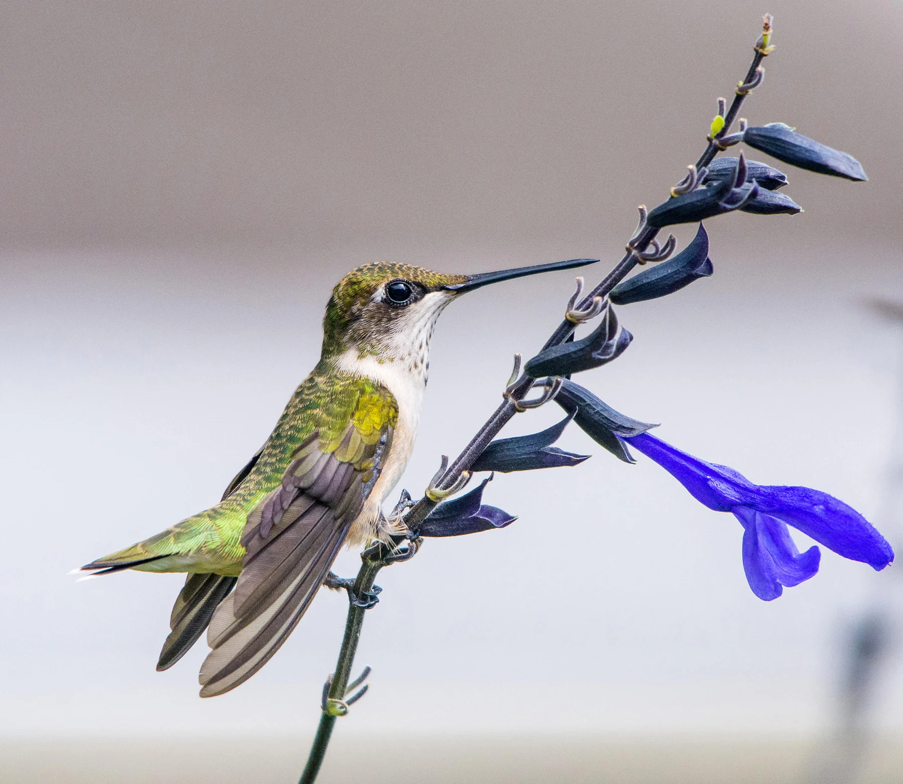 Ruby-throated Hummingbird female perched on flower stem. Photo by MTKhaled mahmud, Shutterstock.