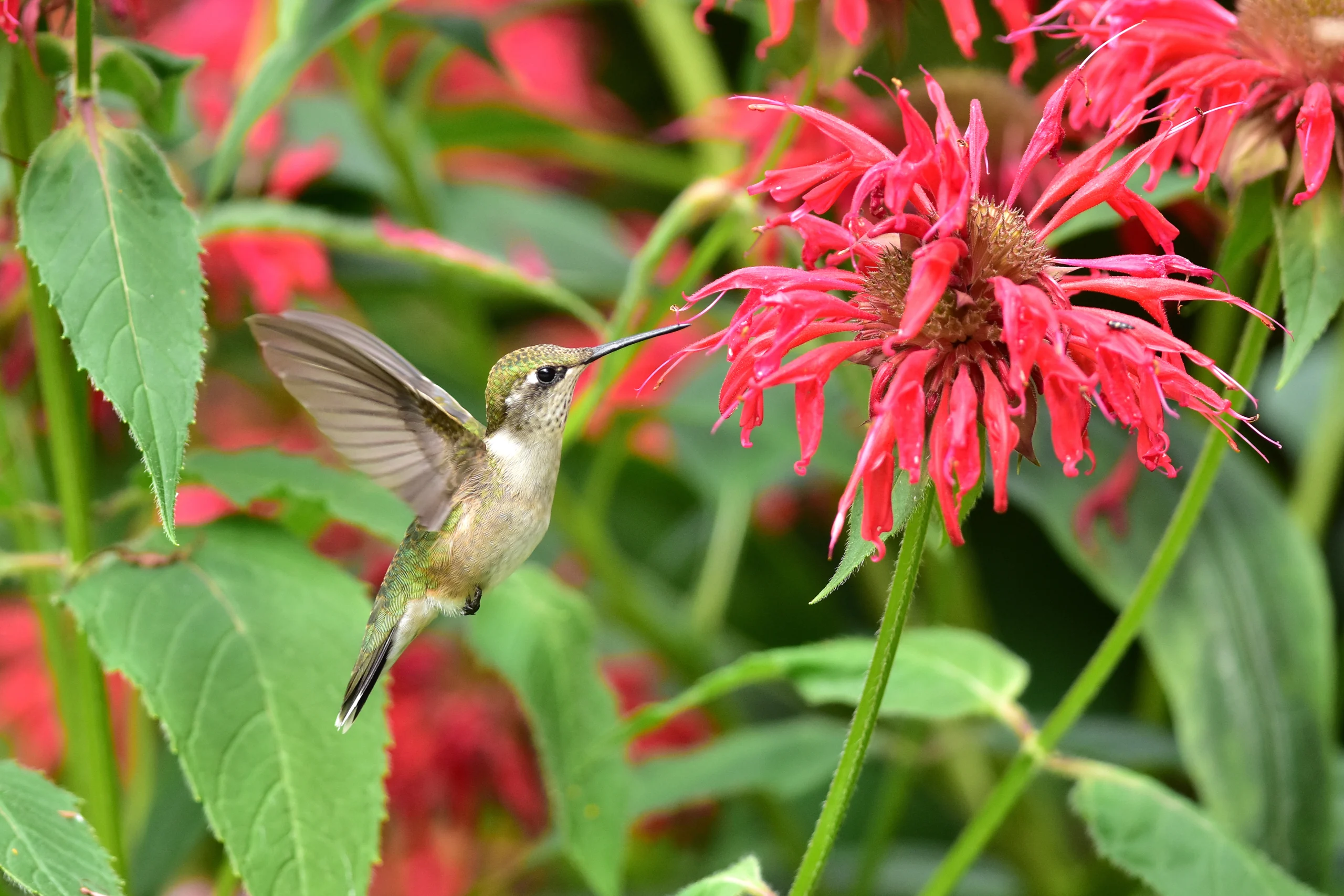 Ruby-throated Hummingbird juvenile feeds on red Monarda. Photo by Joel Trick, Shutterstock.