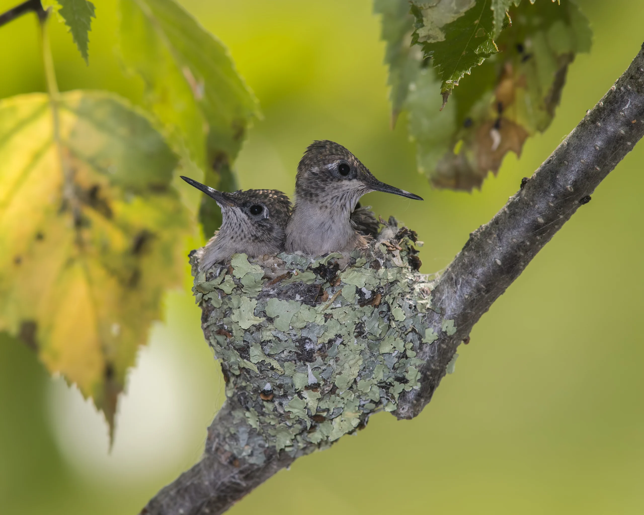 Ruby-throated Hummingbird chicks in nest. Photo by Larry Master, masterimages.org.