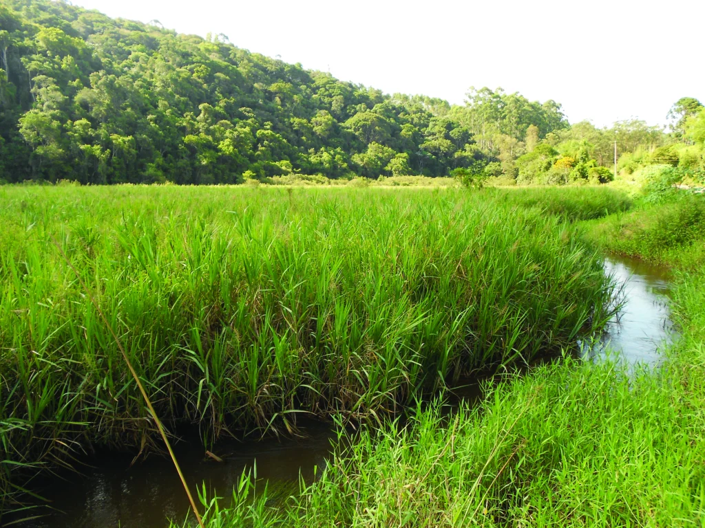 Sao Paolo marsh. Photo by Dan Lebbin.