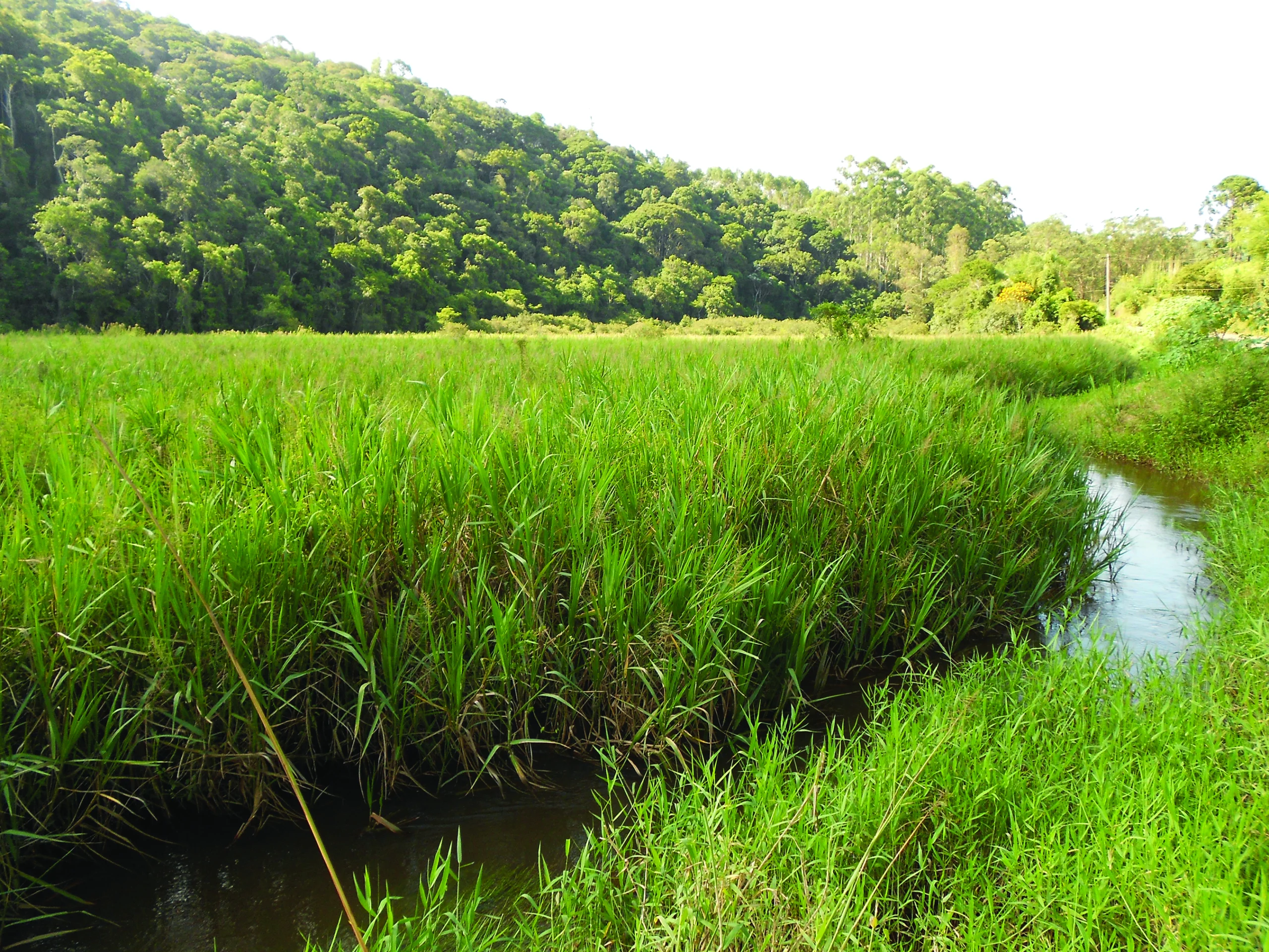 Sao Paolo marsh. Photo by Dan Lebbin.