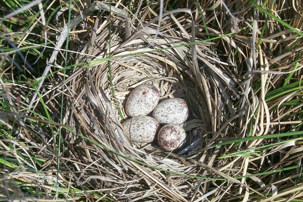 Seaside Sparrow nest and eggs. Photo by Kristof Zyskowski, Macaulay Library at the Cornell Lab of Ornithology.