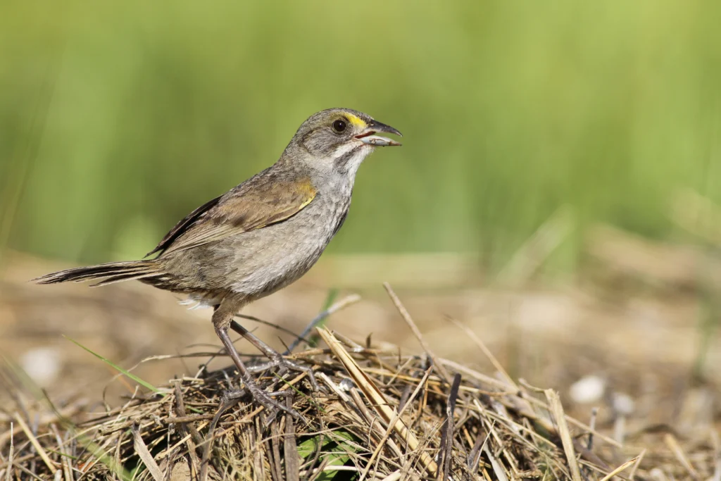 Seaside Sparrow, Atlantic subspecies. Photo by Evan Lipton, Macaulay Library at the Cornell Lab of Ornithology.