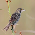 Seaside Sparrow, Cape Sable subspecies. Photo by Andrew Spencer, Macaulay Library at the Cornell Lab of Ornithology.