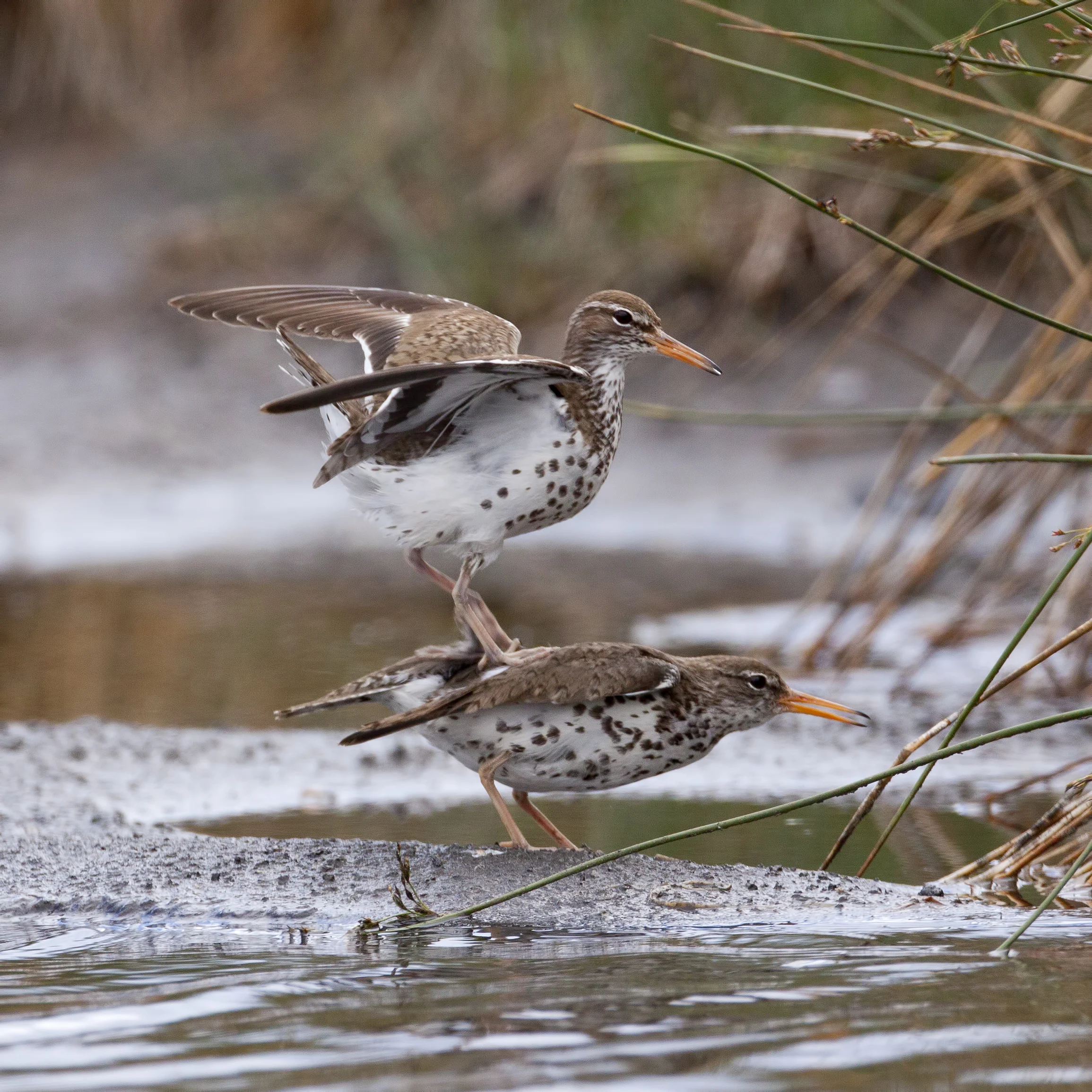 Spotted Sandpiper - American Bird Conservancy