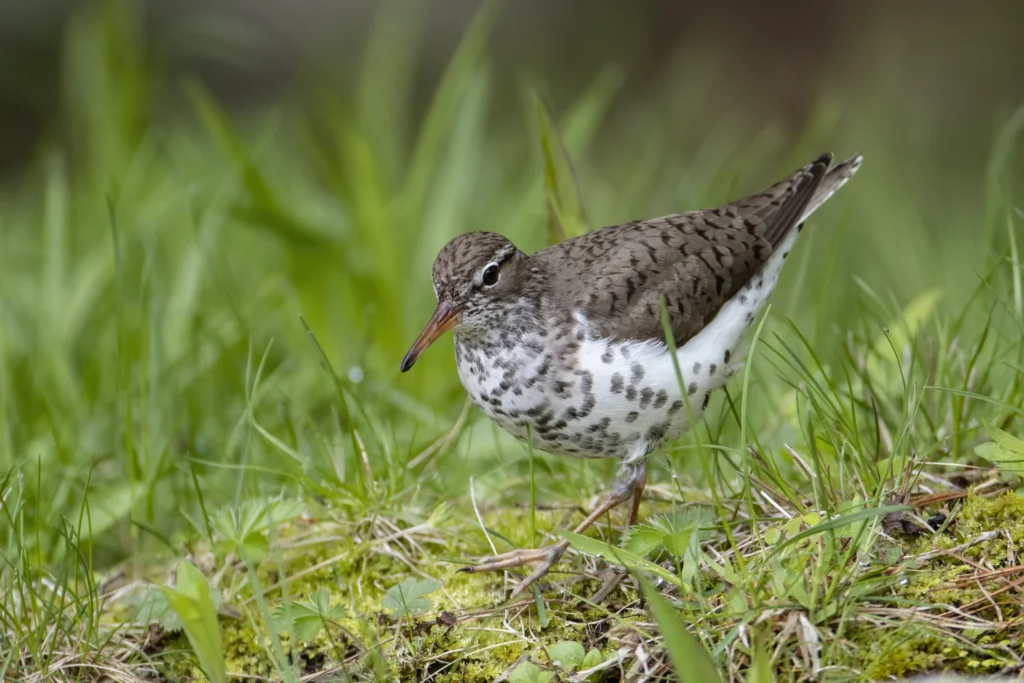 Spotted Sandpiper. Photo by Larry Master.