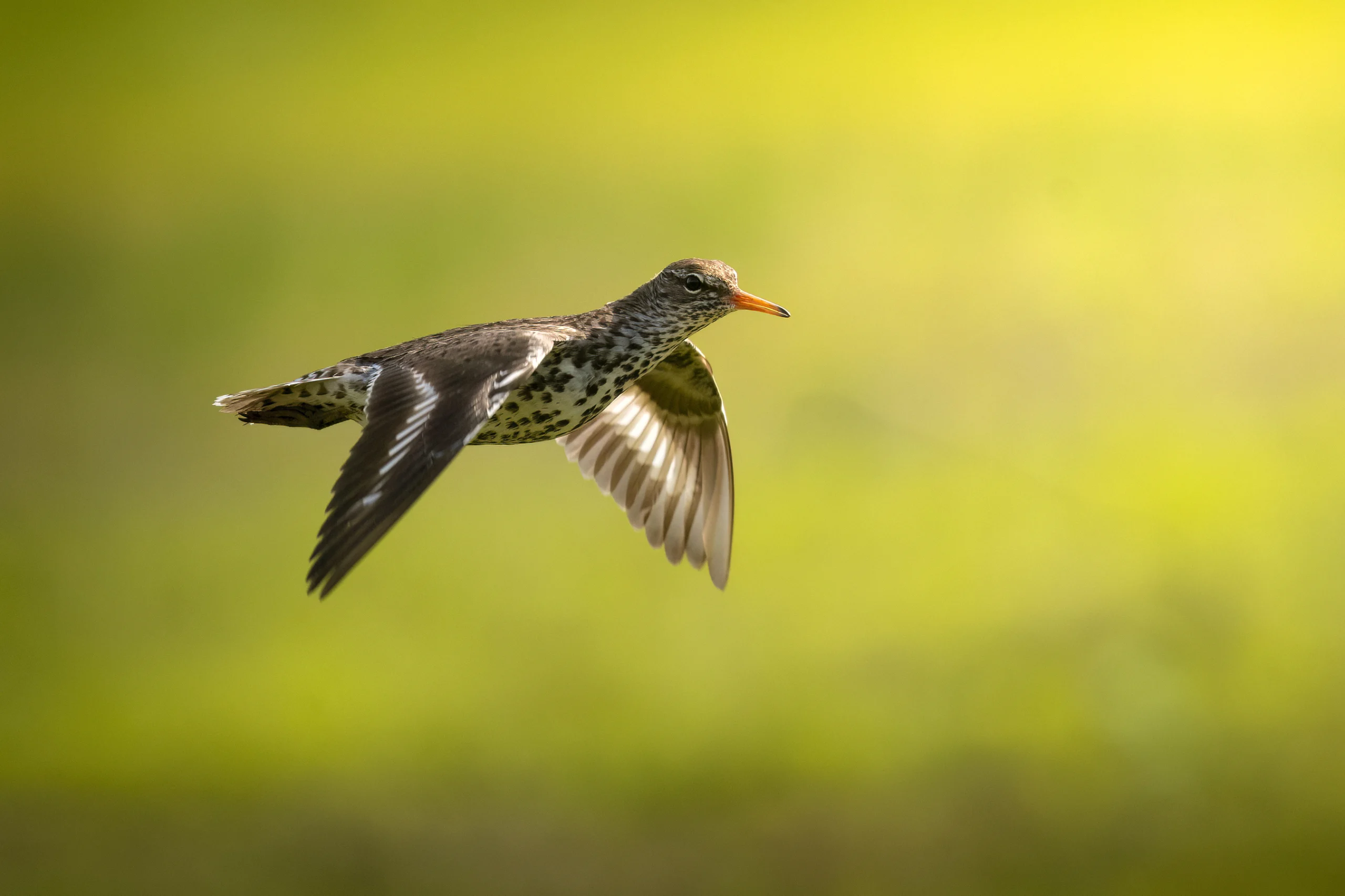 Spotted Sandpiper - American Bird Conservancy