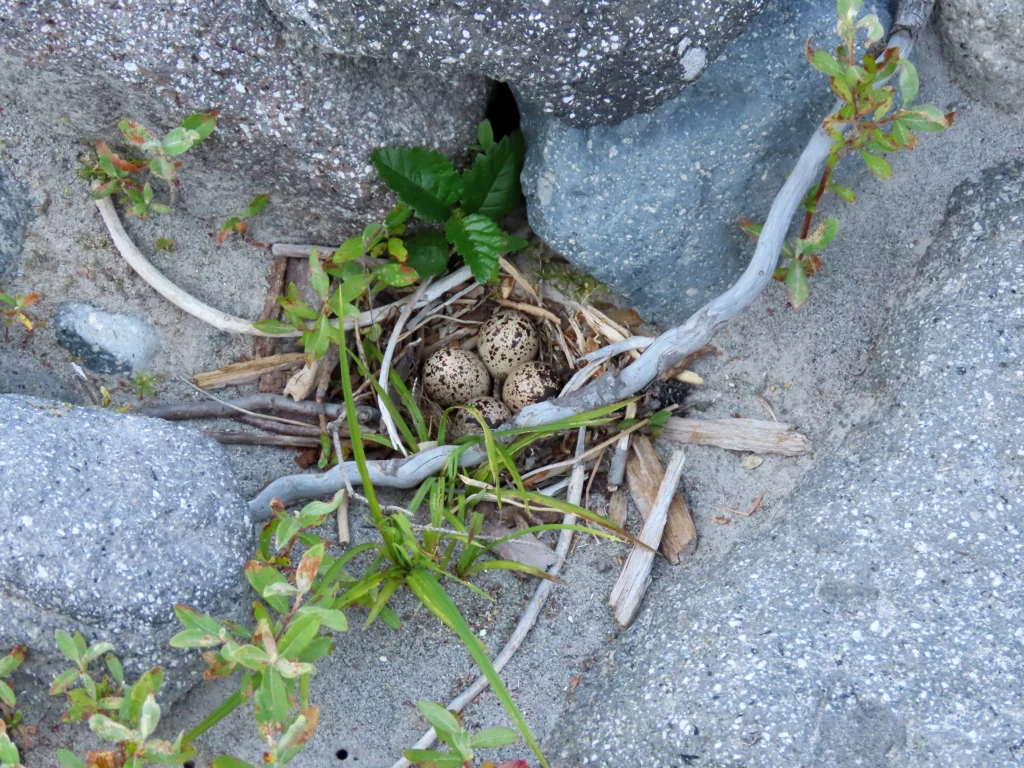 Spotted Sandpiper nest with eggs. Photo by Emily Larson, Macaulay Library at the Cornell Lab of Ornithology.