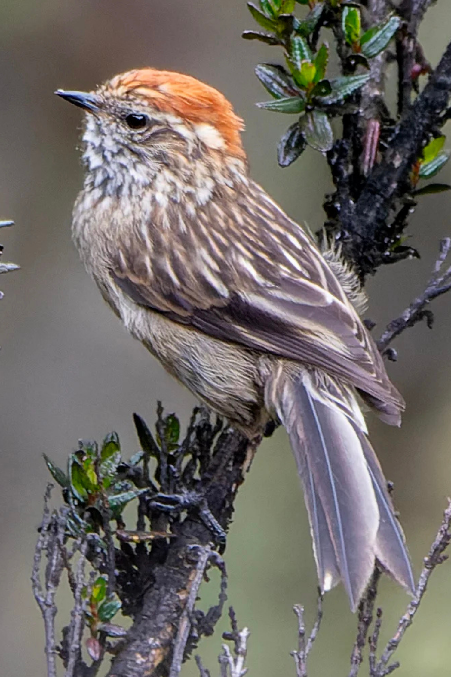 White-browed Tit-Spinetail. Photo by David F. Belmonte, Macaulay Library at the Cornell Lab of Ornithology.