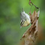 Worm-eating Warbler foraging. Photo by Joshua Galicki.