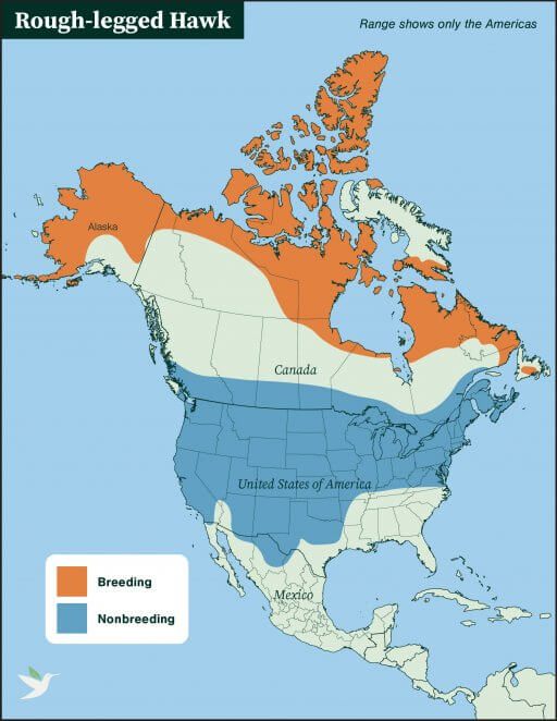 Rough-legged Hawk range map by ABC