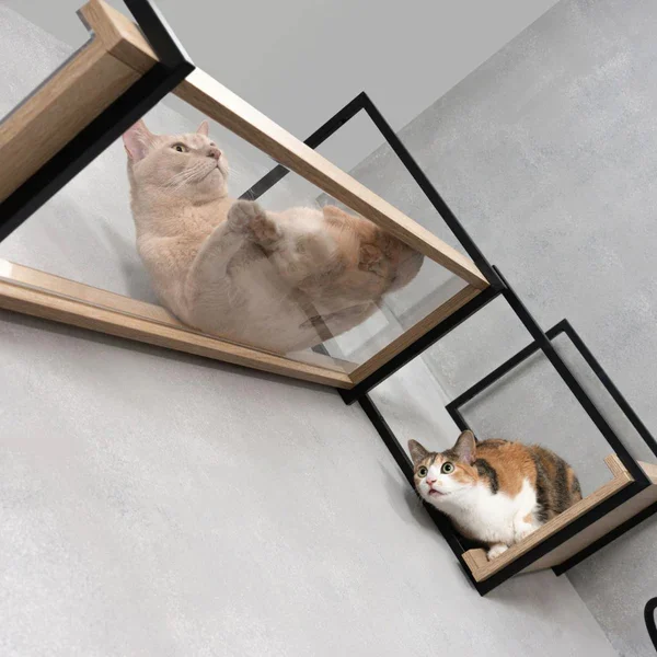 Cats on a floating shelf.