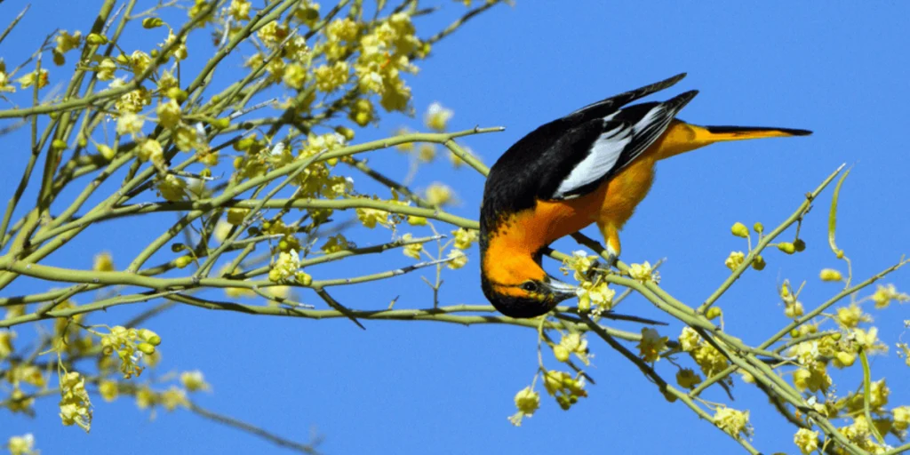 A Bullock's Oriole forages on palo verde. Photo by Martha Marks/Shutterstock.