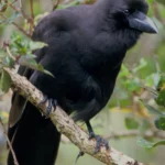 Hawaiian Crow by Jack Jeffrey