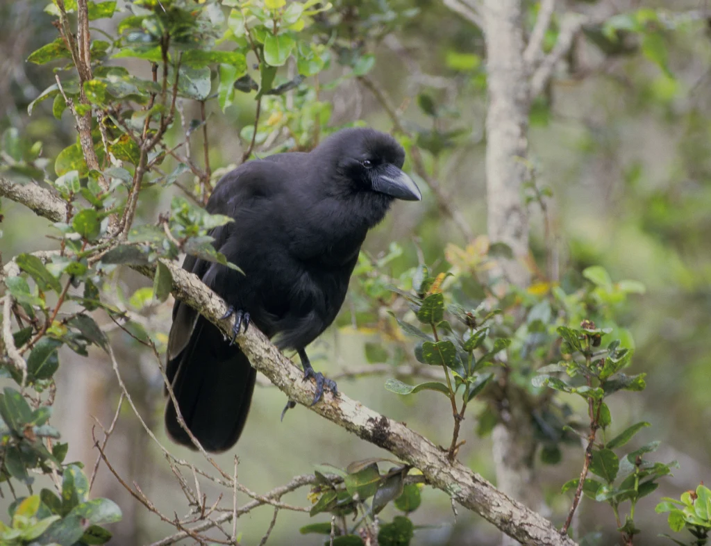 ʻAlalā. Photo by Jack Jeffrey.