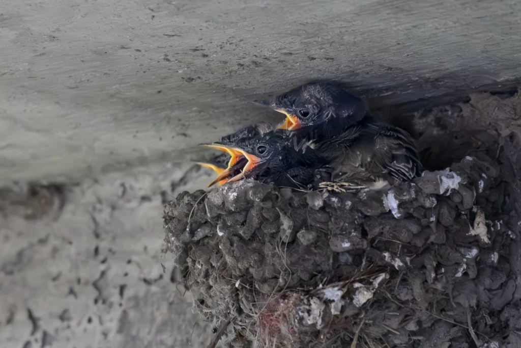Black Phoebe - American Bird Conservancy