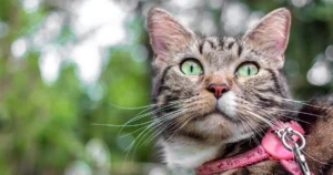 Cat with a leash on