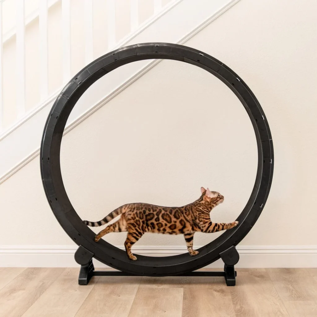 A cat on an exercise wheel.