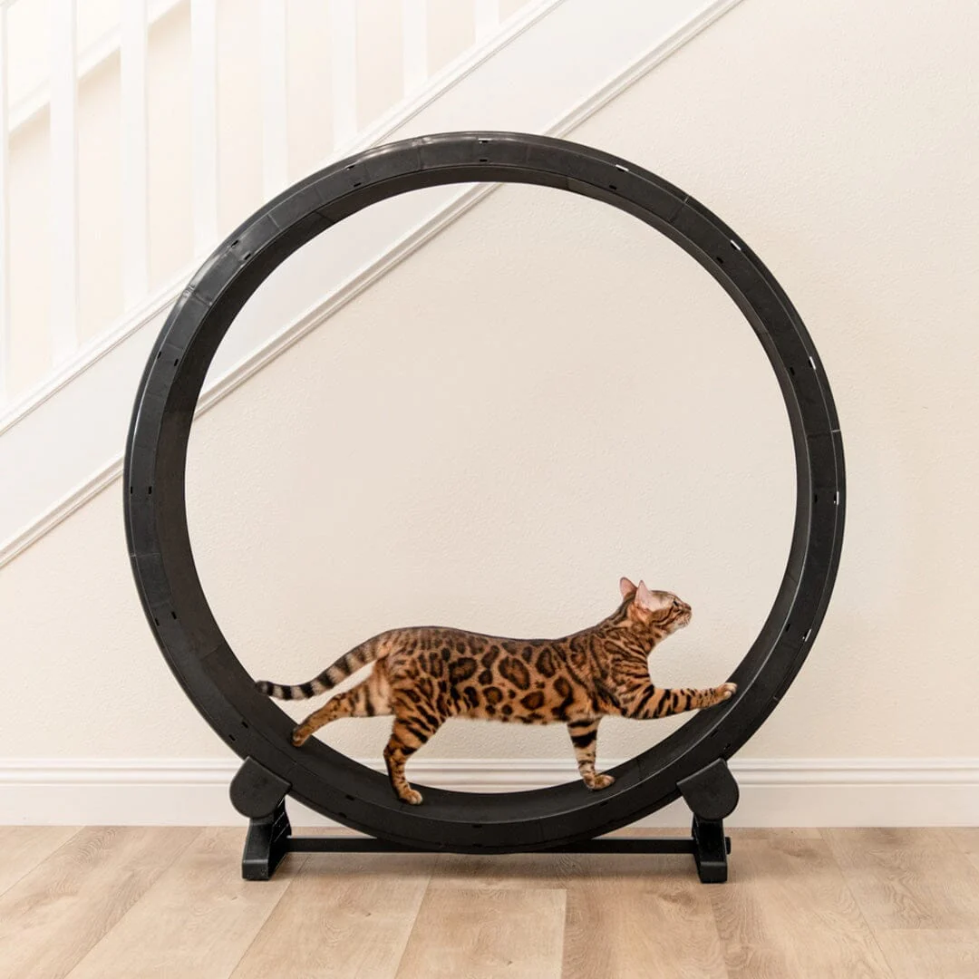 A cat on an exercise wheel.