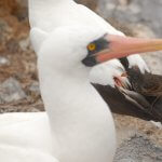 Vampire Ground-Finch by Jaime Chaves/jaimechaves.weebly.com