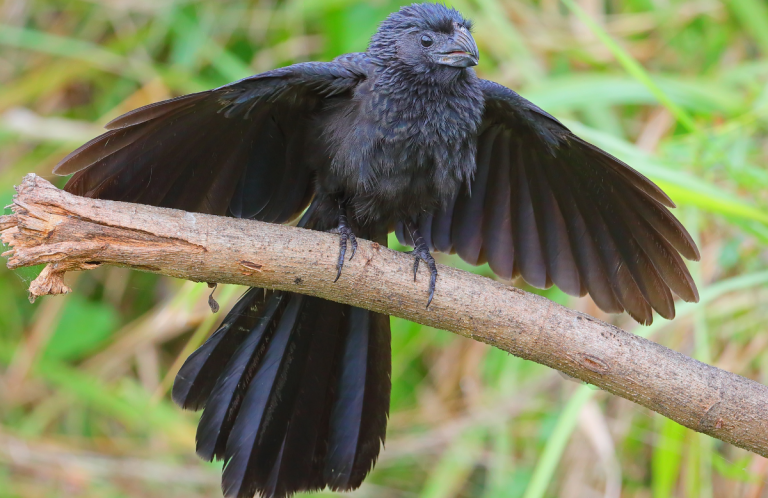 Groove-billed Ani by Greg Homel, Natural Elements Productions