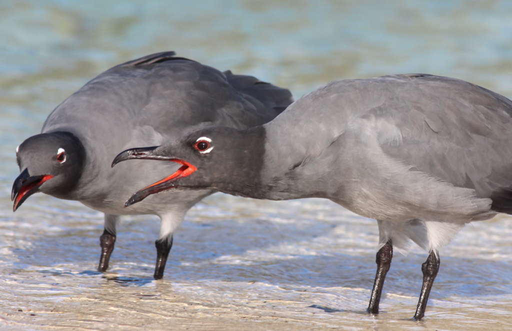 Lava Gulls. Photo by Shawn Billerman, Macaulay Library at the Cornell Lab of Ornithology.
