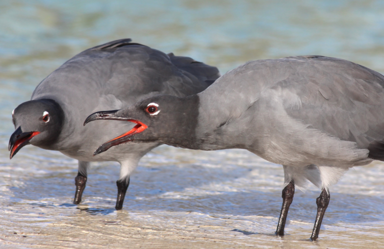 Lava Gulls. Photo by Shawn Billerman, Macaulay Library at the Cornell Lab of Ornithology.