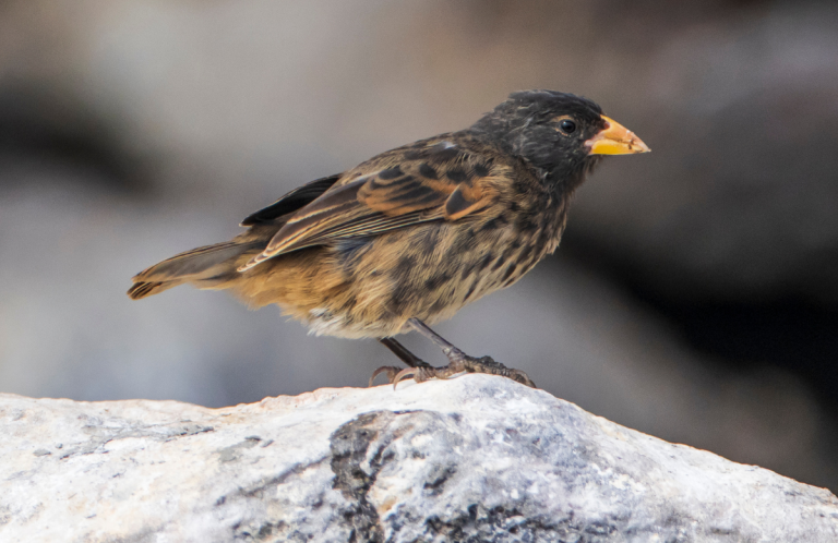 Vampire Ground-Finch by Dušan Brinkhuizen, Macaulay Library at the Cornell Lab of Ornithology