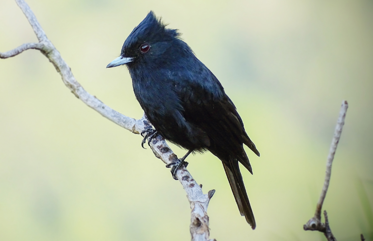 Velvety Black-Tyrant by Aisse Gaertner
