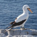 Vampire Ground-Finch by Jaime Chaves/jaimechaves.weebly.com