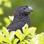 Groove-billed Ani. Photo by David McQuade, Macaulay Library at the Cornell Lab of Ornithology