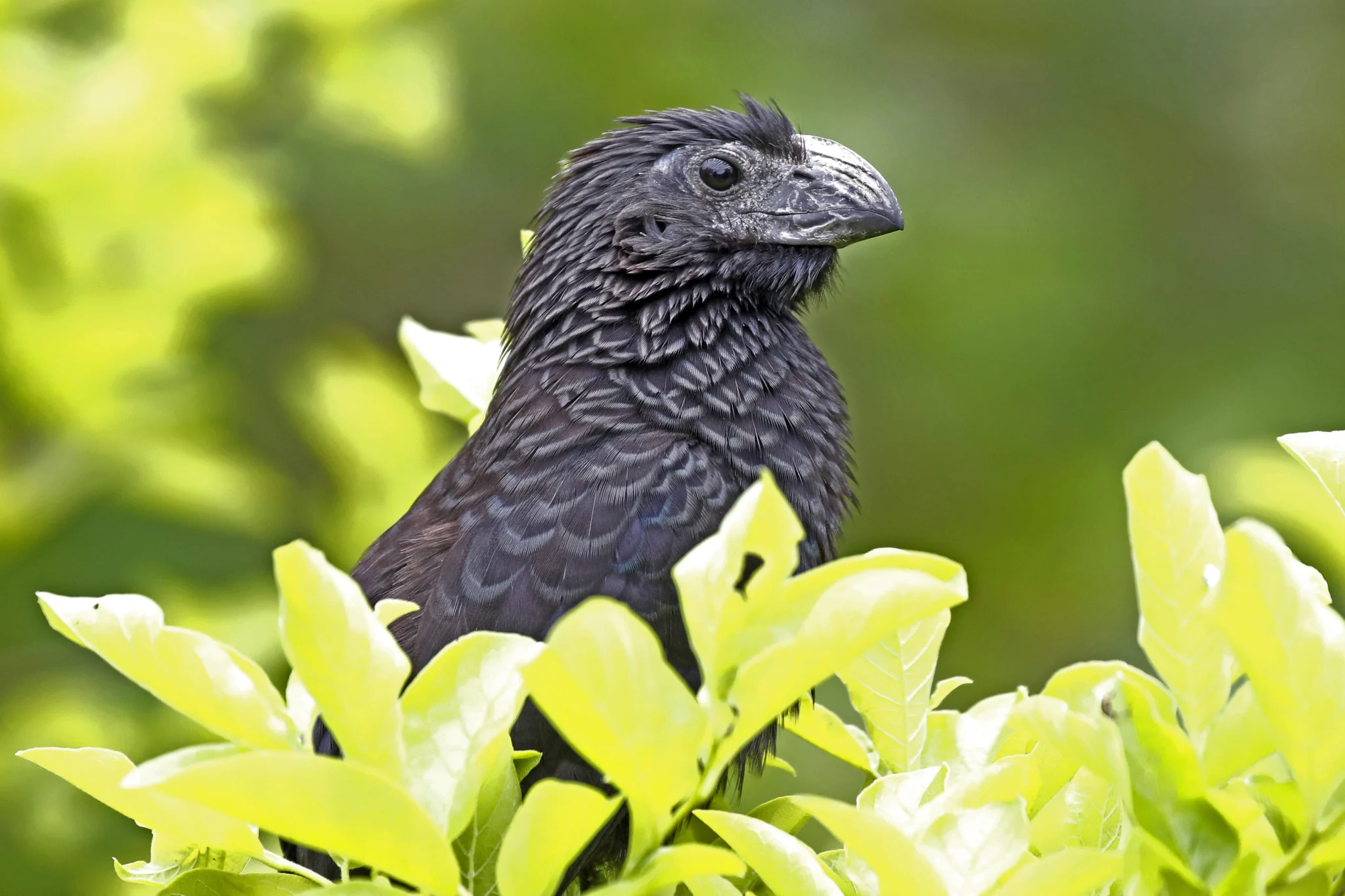 Groove-billed Ani. Photo by David McQuade, Macaulay Library at the Cornell Lab of Ornithology.