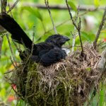 Groove-billed Ani on nest. Photo by Gregory Unger, Macaulay Library at the Cornell Lab of Ornithology.
