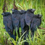 Immature Groove-billed Anis. Photo by Graham Gerdeman, Macaulay Library at the Cornell Lab of Ornithology.