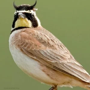 Horned Lark, Ashok Khosla
