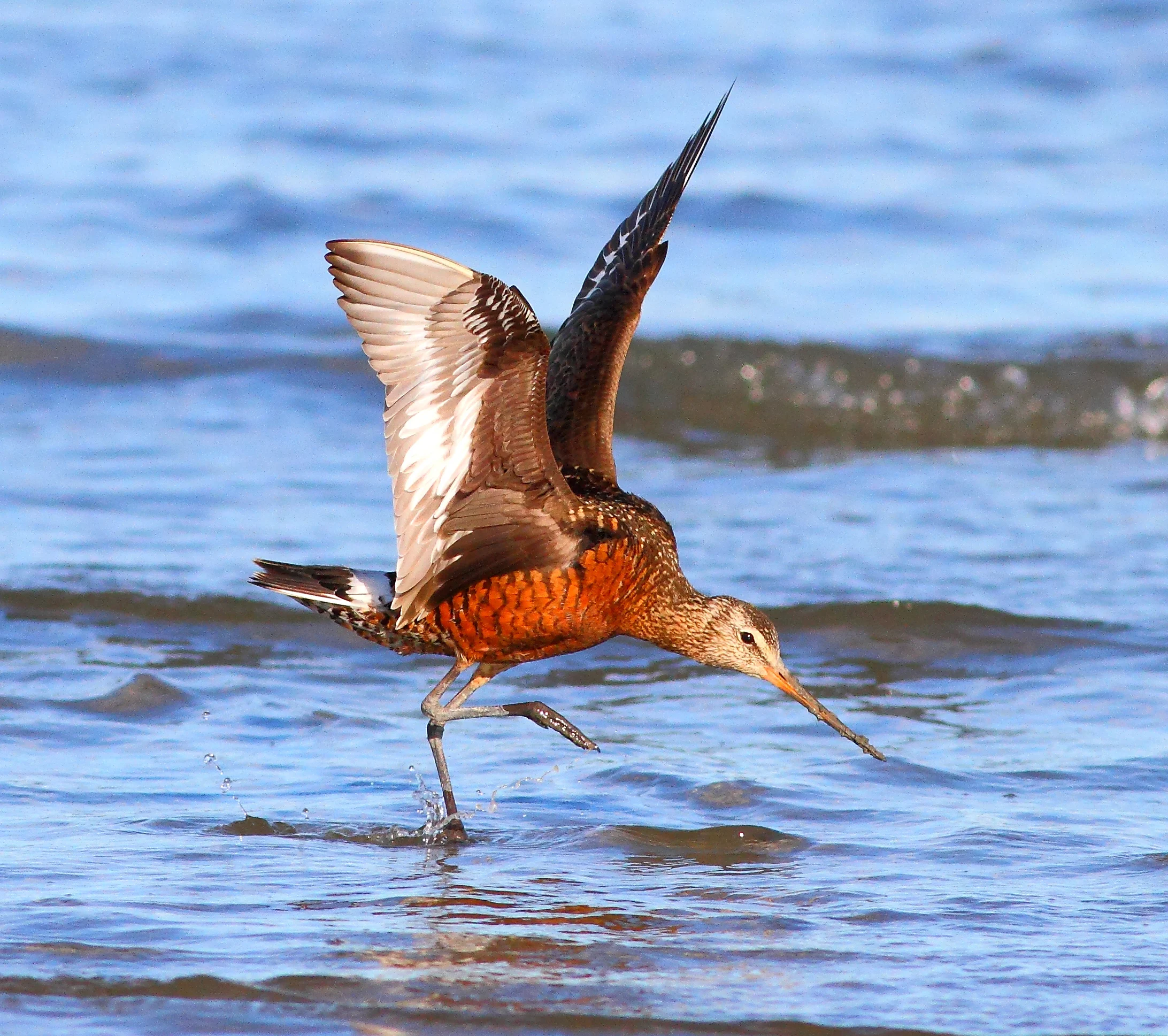 Hudsonian Godwit with wings raised. Photo by Greg Homel, Natural Elements Productions.