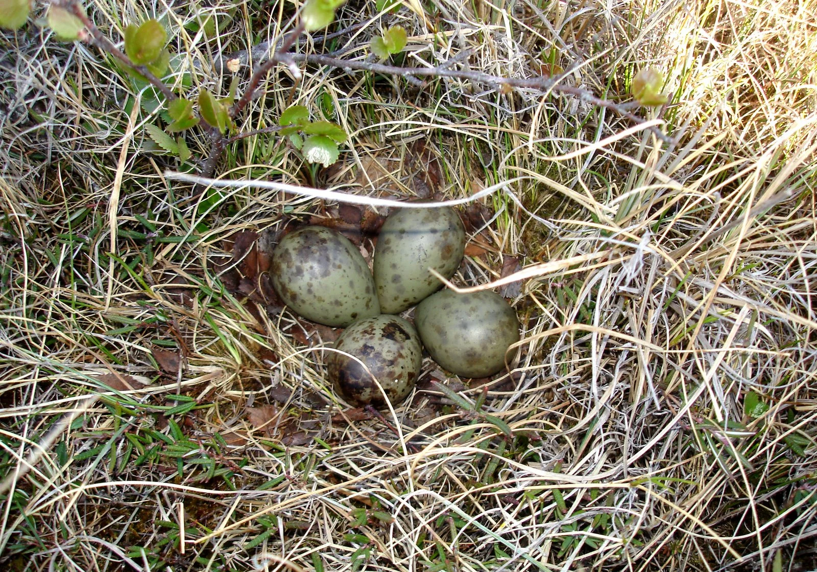 Hudsonian Godwit nest and eggs. Photo by Jay McGowan, Macaulay Library at the Cornell Lab of Ornithology.