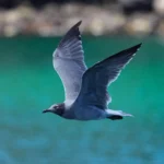Lava Gull in flight. Photo by HunsaBKK, Shutterstock.