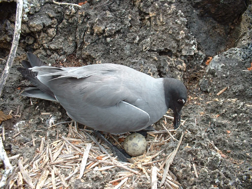 Lava Gull on nest with egg. Photo by David A Wiedenfeld.